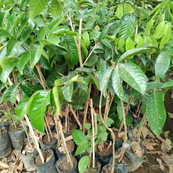 Bibit Duku Dukong (2)