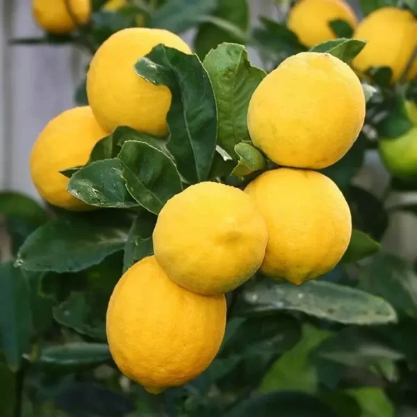LEMON-4