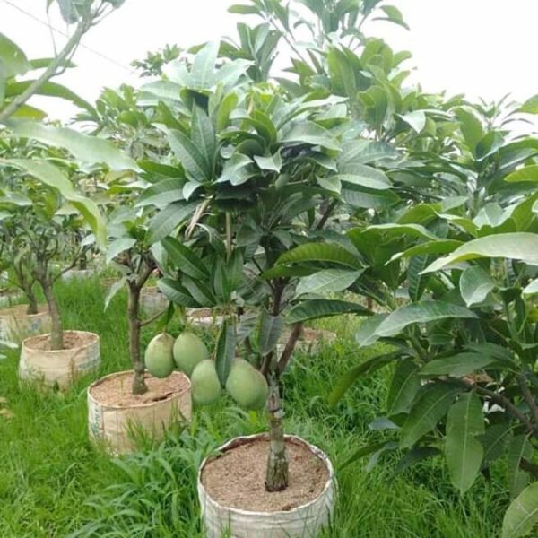 mangga 10