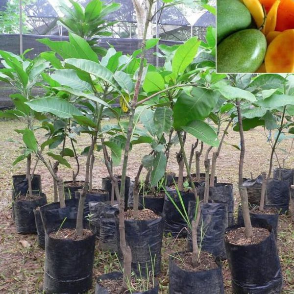mangga-2